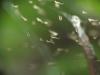 Uloborus walckenaerius